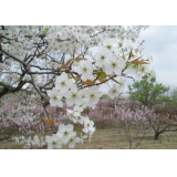 恒盛鑄造誠(chéng)邀您來賞梨花
